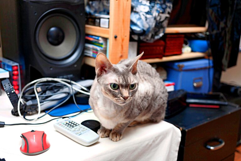 Best cat gadgets 2026: A smart cat interacting with a tech device