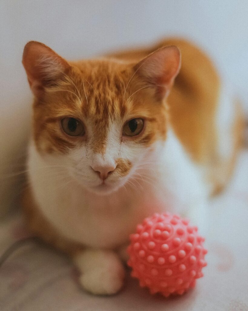 Best cat gadgets 2026: Cheerble interactive smart ball toy for cats