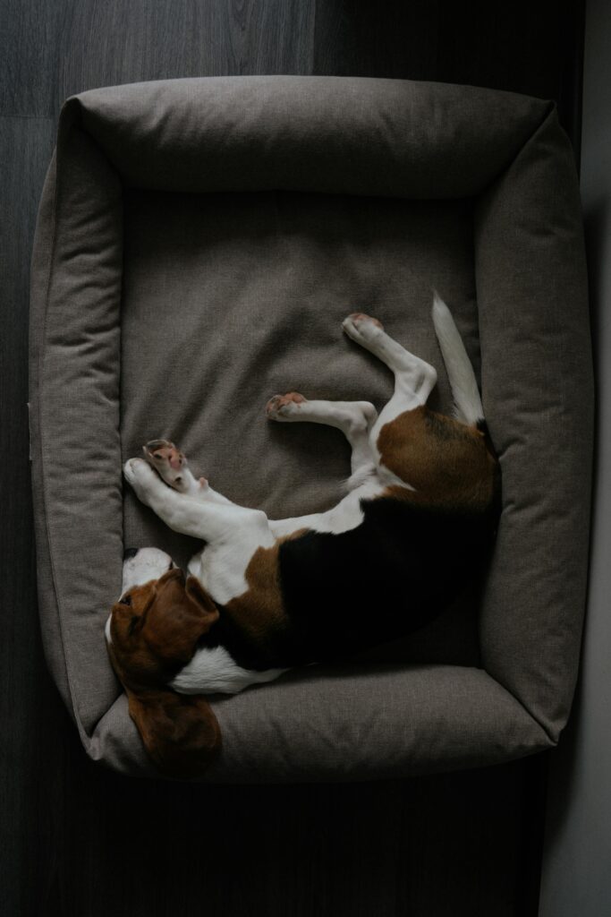 Best dog gadgets 2026: Smart health monitoring bed for tracking dog sleep and wellness
