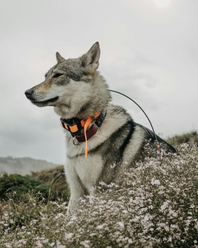 Best dog gadgets 2026: Smart GPS dog collar for real-time location tracking on a husky