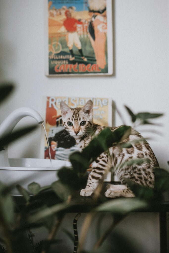 Best cat gadgets 2026: Catit Pixi smart stainless steel cat water fountain