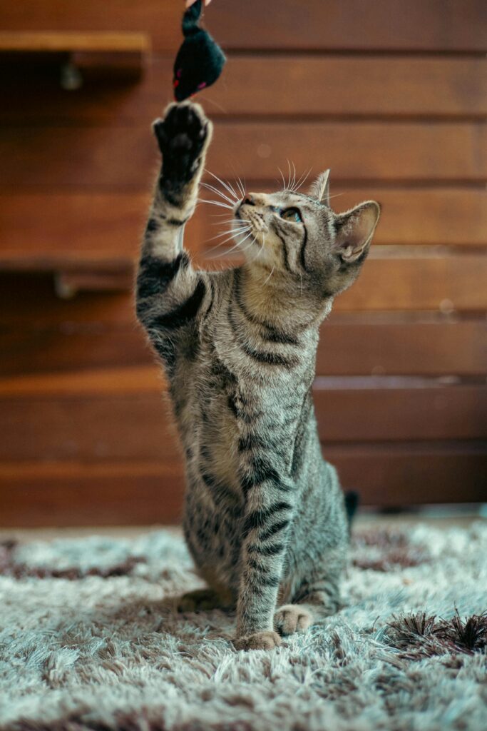 Best interactive smart toys for indoor cats in 2026
