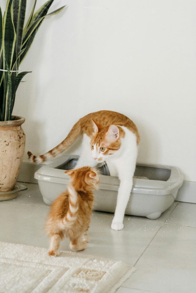 Best cat gadgets 2026: Litter-Robot 4 automatic self-cleaning litter box