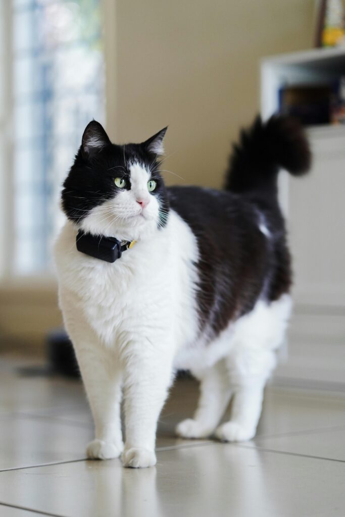 Best cat gadgets 2026: Tractive GPS cat tracker and activity monitor collar
