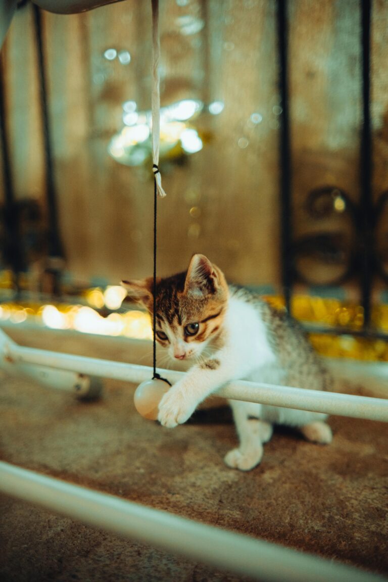 How to keep indoor cats active: 5 expert tips for 2026