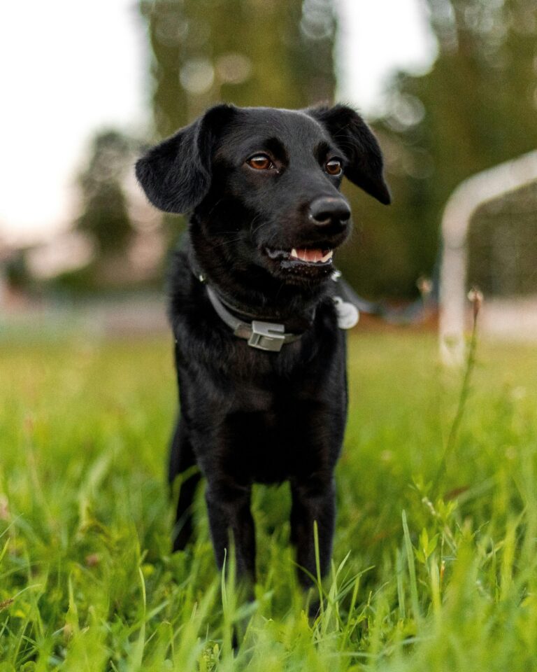 Happy dog wearing a smart GPS tracking collar in a park