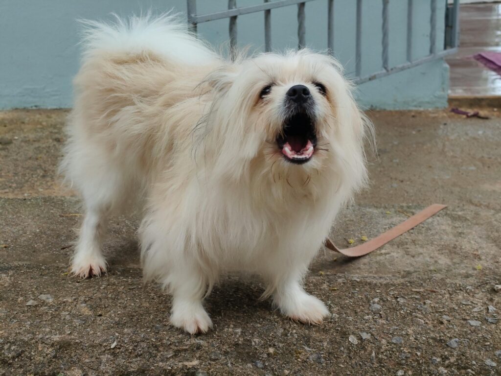 How to stop dog barking at strangers training guide