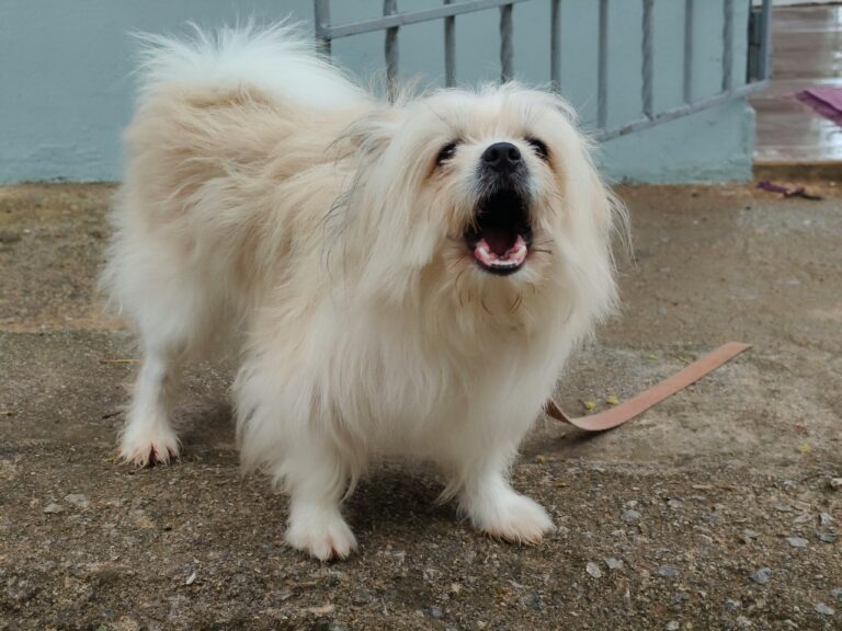 How to stop dog barking at strangers training guide
