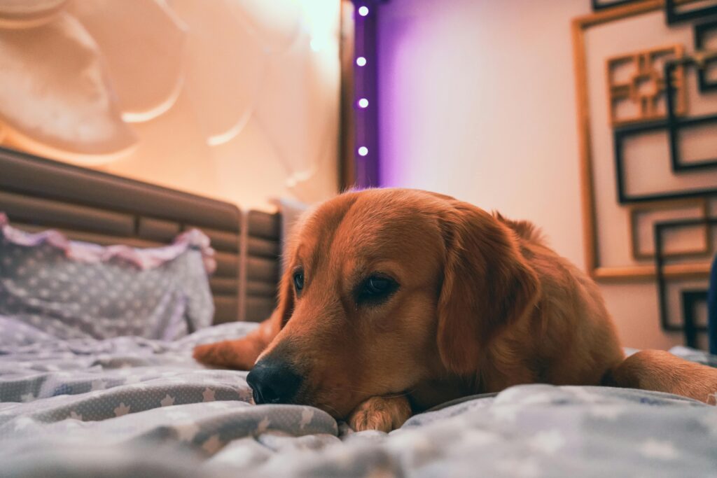Calm dog in a safe zone at home