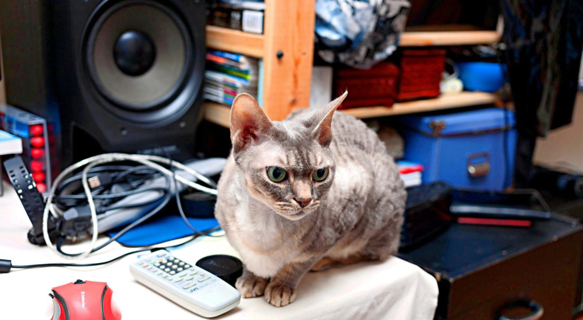 Best cat gadgets 2026: A smart cat interacting with a tech device