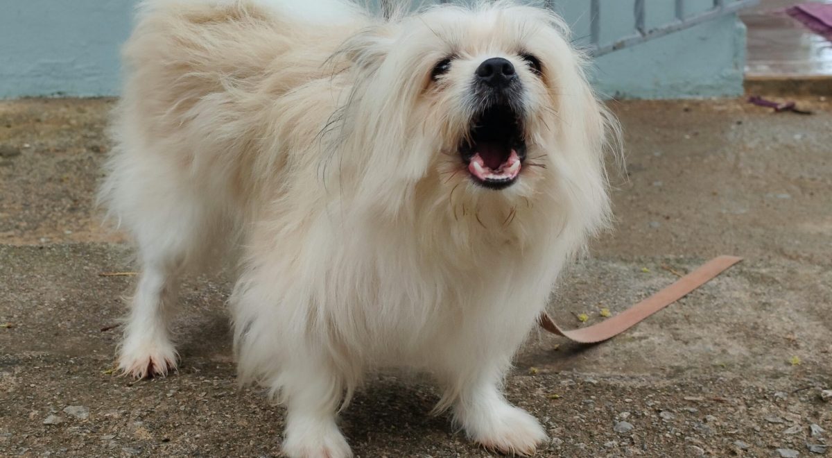 How to stop dog barking at strangers training guide