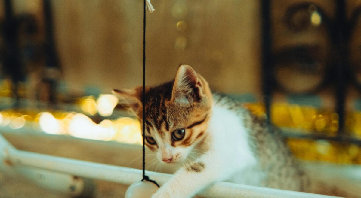 How to keep indoor cats active: 5 expert tips for 2026