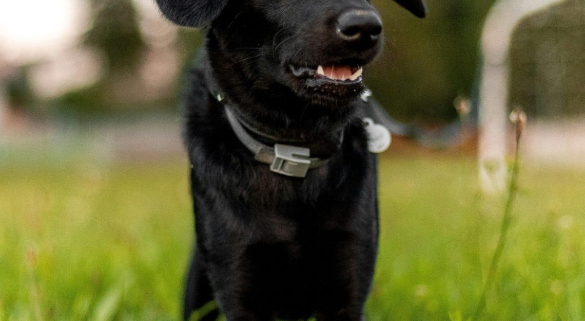 Happy dog wearing a smart GPS tracking collar in a park
